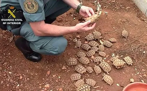 Phát hiện trại nuôi rùa bất hợp pháp lớn nhất châu Âu