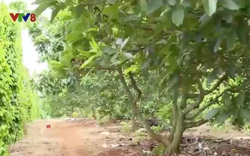 Đắk Nông: Nông dân mất tiền tỷ vì bơ không trái