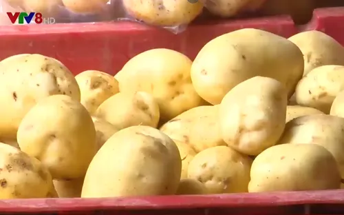 Làm gì để bảo vệ thương hiệu khoai tây Đà Lạt?