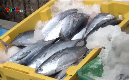 Ngư dân bị ép giá bán cá ngừ