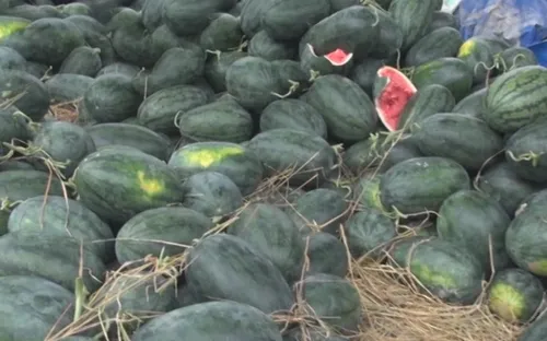 Tiêu điểm: "Giải cứu" nông nghiệp - Hệ quả của khuyến nông kém