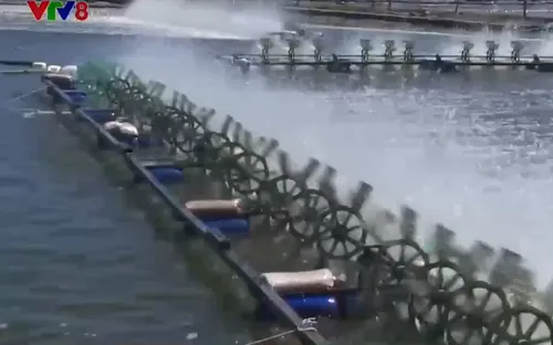 Hiểm nguy trên vùng nuôi tôm