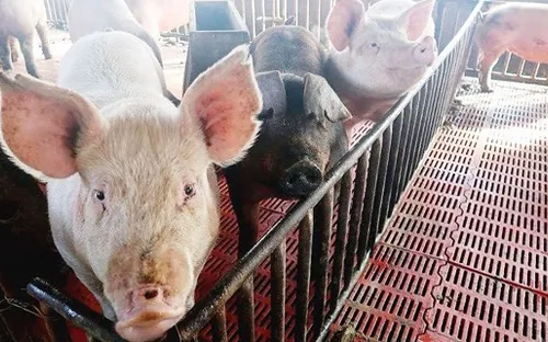 Dịch tả lợn ở Trung Quốc có thể lan sang các nước láng giềng