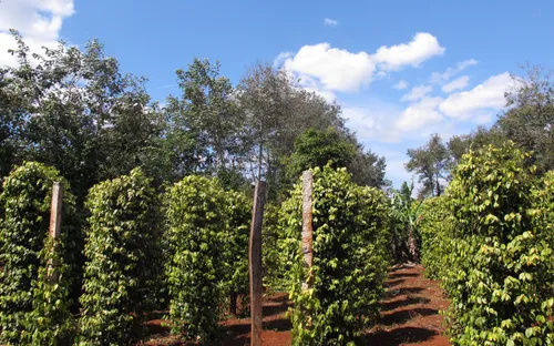 Tiêu điểm: Tây Nguyên - bấp bênh cây tiêu