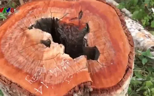 Phá rừng căm xe tại Khánh Hòa: Lâm tặc tấn công, kiểm lâm khó giữ rừng