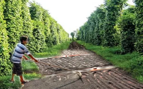 Phú Yên: Nông dân bế tắc khi tiêu chết hàng loạt