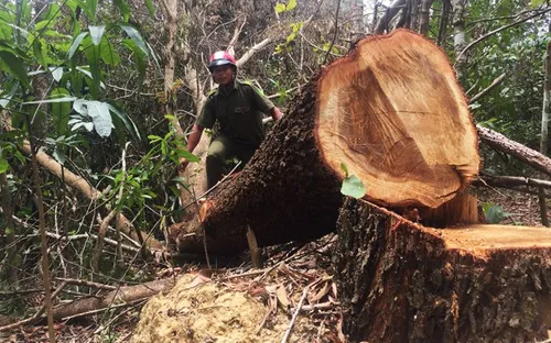 Đắk Lắk: Xin tận thu gỗ gãy đổ để khai thác rừng phòng hộ?