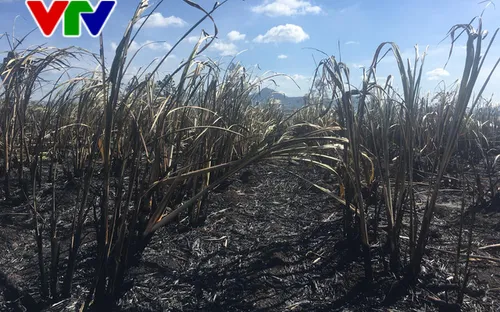 Mía cháy do nắng hạn kéo dài, nông dân gặp khó khăn