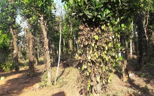 Quảng Bình: Hàng trăm gốc tiêu vàng lá chết hàng loạt