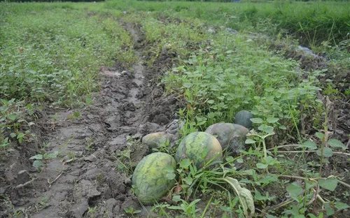 Đà Nẵng: Thêm một vụ dưa hấu "đắng"