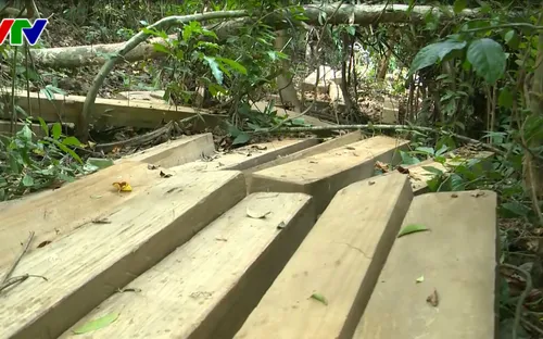 Chủ tịch UBND Bình Định chỉ đạo công an điều tra vụ phá rừng Vĩnh Thạnh