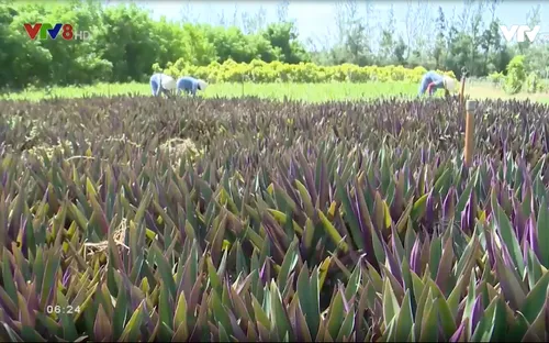 Độc đáo vườn cây dược liệu lớn nhất miền Trung