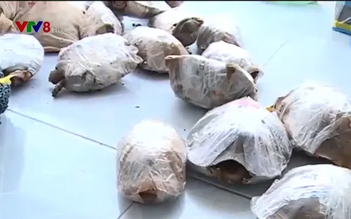 Hà Tĩnh bảo vệ động vật hoang dã trước nguy cơ tuyệt chủng