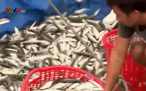 Truy xuất nguồn gốc thủy sản : Ý thức từ ngư dân