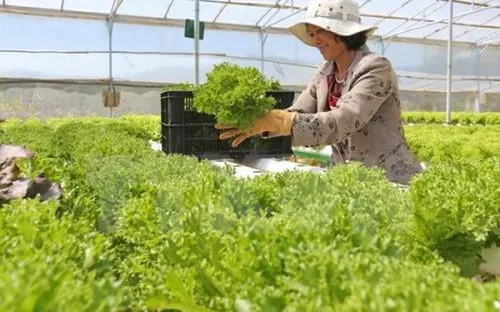Bất thường giá rau Đà Lạt