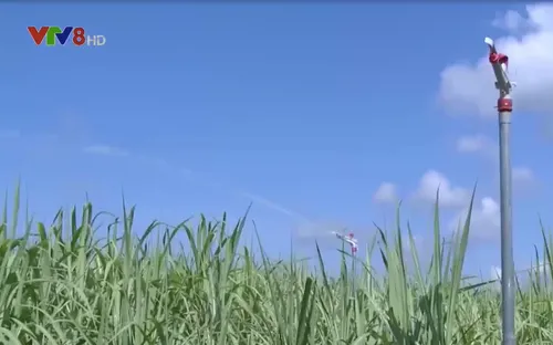 Phú Yên xây dựng vùng nguyên liệu bền vững