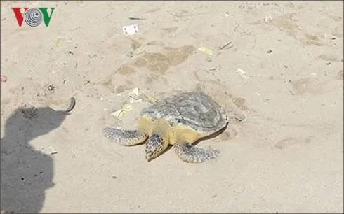 Thả rùa biển nặng gần 9kg về đại dương