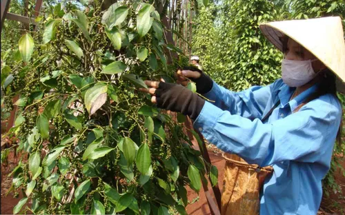 Tuân thủ quy hoạch để xử lý tiêu chết hàng loạt