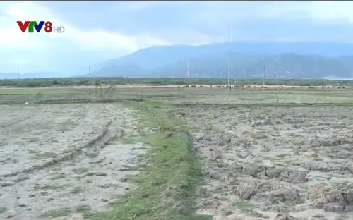 Ninh Thuận chuẩn bị giải pháp đối phó với hạn bất thường