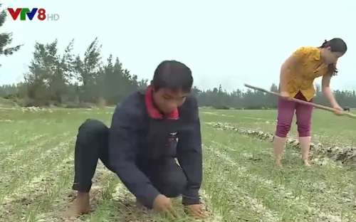 Nông dân Quảng Trị đạt hiệu quả cao từ cây nén