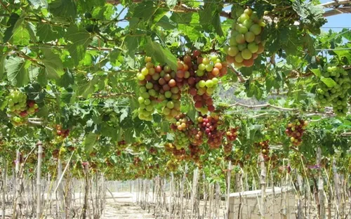 Tập trung chống hạn, Ninh Thuận không tổ chức Lễ hội Nho và Vang năm 2018