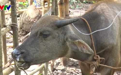 Nghệ An: Hàng chục trâu bò chết do bệnh tụ huyết trùng