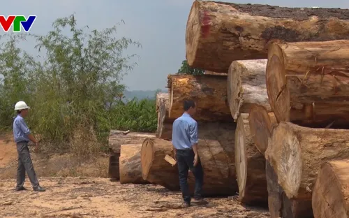 Kon Tum kiến nghị sớm kết luận vụ tự ý vận chuyển gỗ tang vật