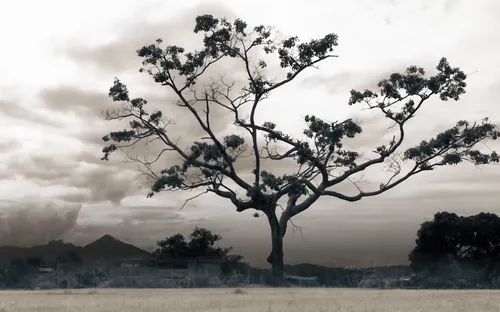 Phim tài liệu "Trở về quê xứ" (22h45 thứ 3, ngày 18/9 trên VTV1)