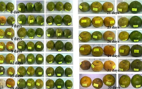 Ứng dụng nano bạc trong sản xuất chế phẩm màng bảo quản rau quả tươi