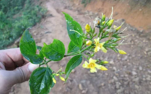 Day dứt nỗi đau lá ngón