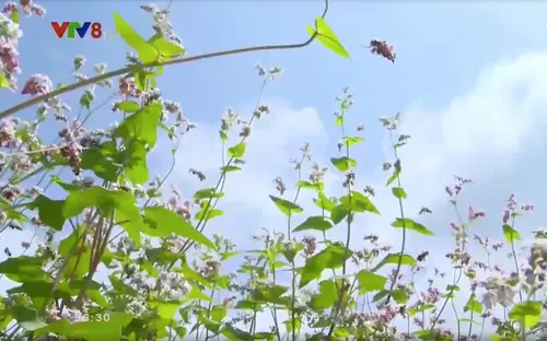 Hoa tam giác mạch trên vùng đất Tây Nguyên