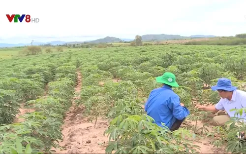 Nông dân Phú Yên lo lắng vì sắn nhiễm bệnh