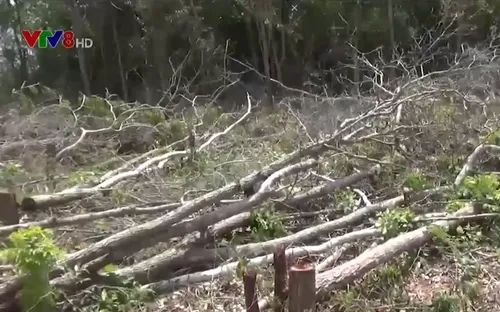 Phá rừng Tà Cú (Bình Thuận) chiếm đất trồng thanh long