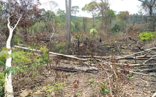 Kỷ luật Chủ tịch xã để xảy ra việc phá rừng, tranh chấp đất rừng làm 8 người thương vong