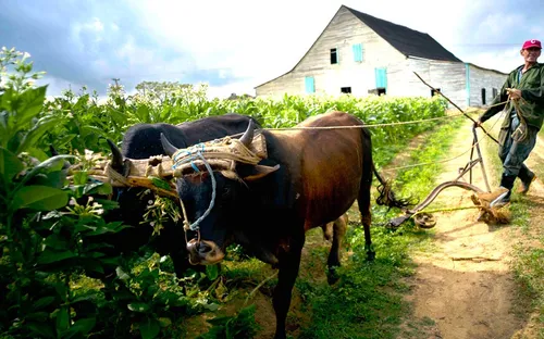 Chính sách đất đai mới của Cuba đem lại lợi ích cho nông dân