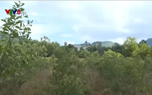 Quy hoạch vùng dược liệu làm dầu tràm