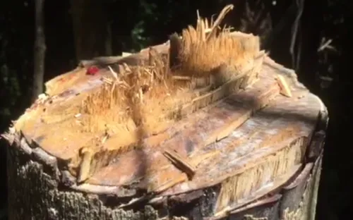 Khai thác rừng phòng hộ trái phép quy mô lớn tại Thừa Thiên Huế