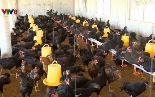 Hướng phát triển ngành chăn nuôi bền vững ở vùng cát ven biển