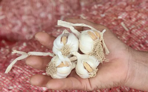 Khánh Hoà: Hàng trăm tấn tỏi Vạn Ninh có nguy cơ đổ bỏ