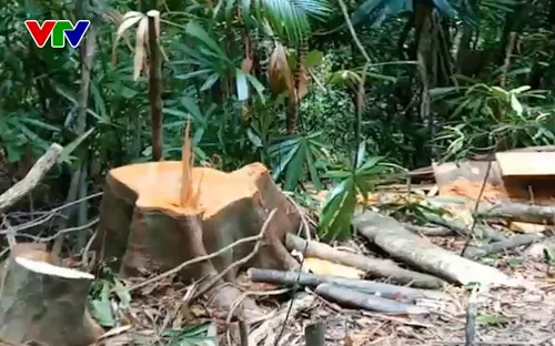 Truy cứu trách nhiệm vụ phá rừng phòng hộ A Lưới, Thừa Thiên Huế