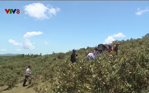 Khám phá thảo nguyên Bùi Hui - Ba Tơ