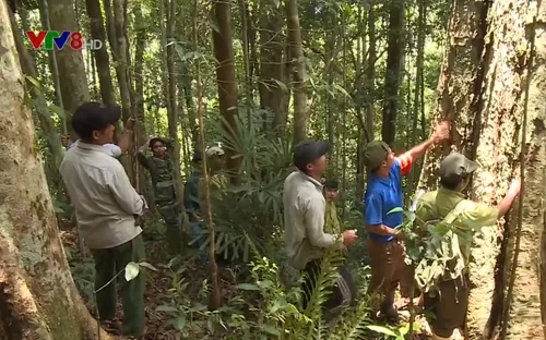 Quảng Nam giao rừng về cộng đồng thay cho tổ quản lý