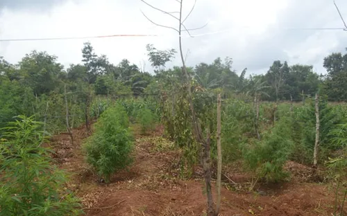 Cảnh giác thủ đoạn thuê đất rẫy để trồng.. cần sa