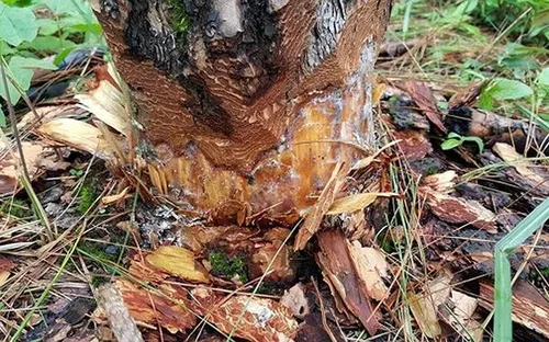 Tạm đình chỉ công tác cán bộ để xảy ra phá rừng phòng hộ Phi Liêng, Lâm Đồng