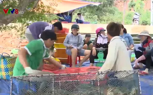 Mất cơ hội thị trường do lượng tôm hùm sụt giảm