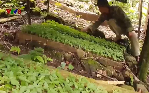 Giải bài toán nguồn giống sâm Ngọc Linh