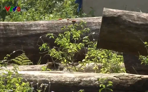 Bất cập trong bán gỗ thanh lý chậm