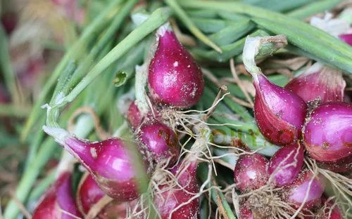 Hành tím rớt giá, nông dân Lý Sơn lao đao