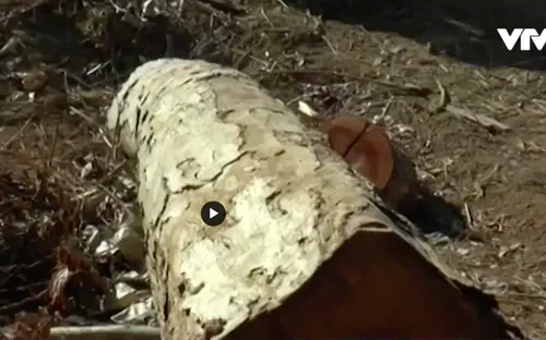 Quảng Nam: 50 cây gỗ rừng tự nhiên bị đốn hạ