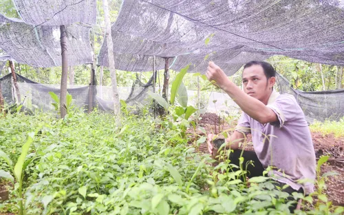 Nông dân Quảng Trị làm giàu từ cây dược liệu